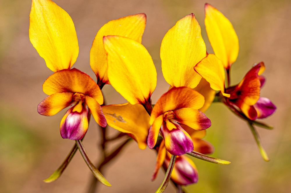 lightscape-kings-park